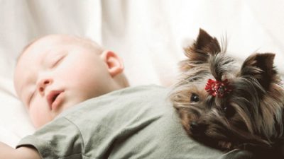 Como preparar seu cachorro para a chegada de um bebê?